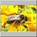 Dasypoda hirtipes - Hosenbiene nl w06 14mm bourtange-nl.jpg